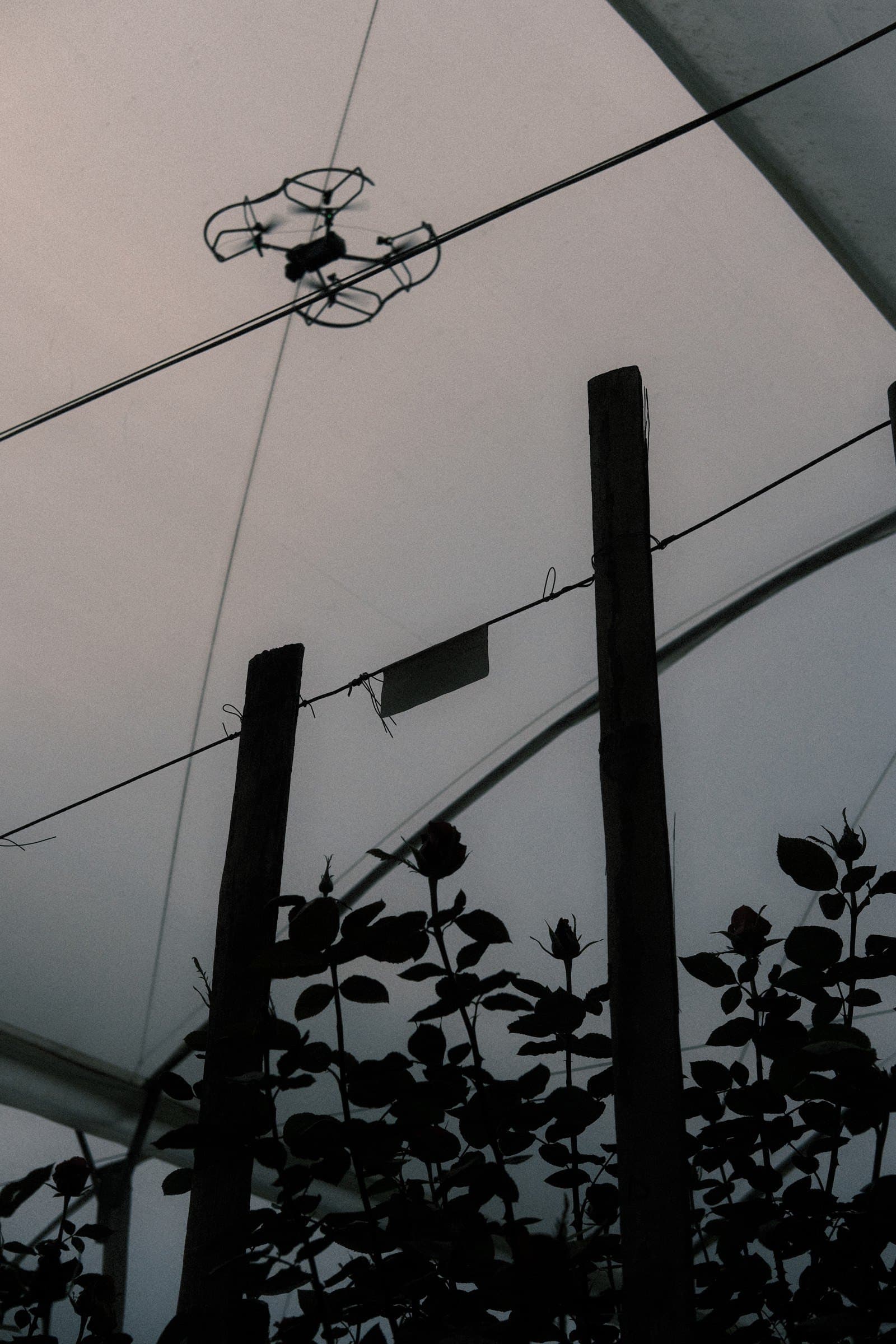 Capture drone flying over the beds of a rose greenhouse, backlit