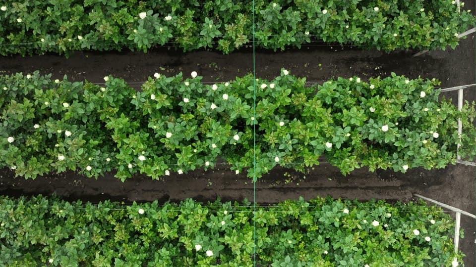 Rose beds seen from the drone in true color