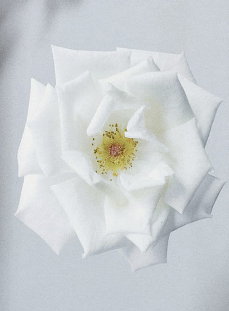 White rose photographed from above