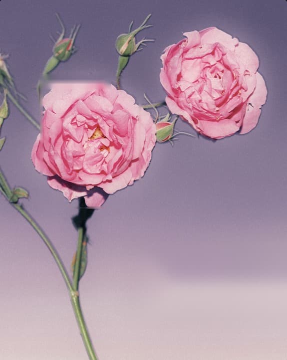 Two pink roses with buds against a lilac background